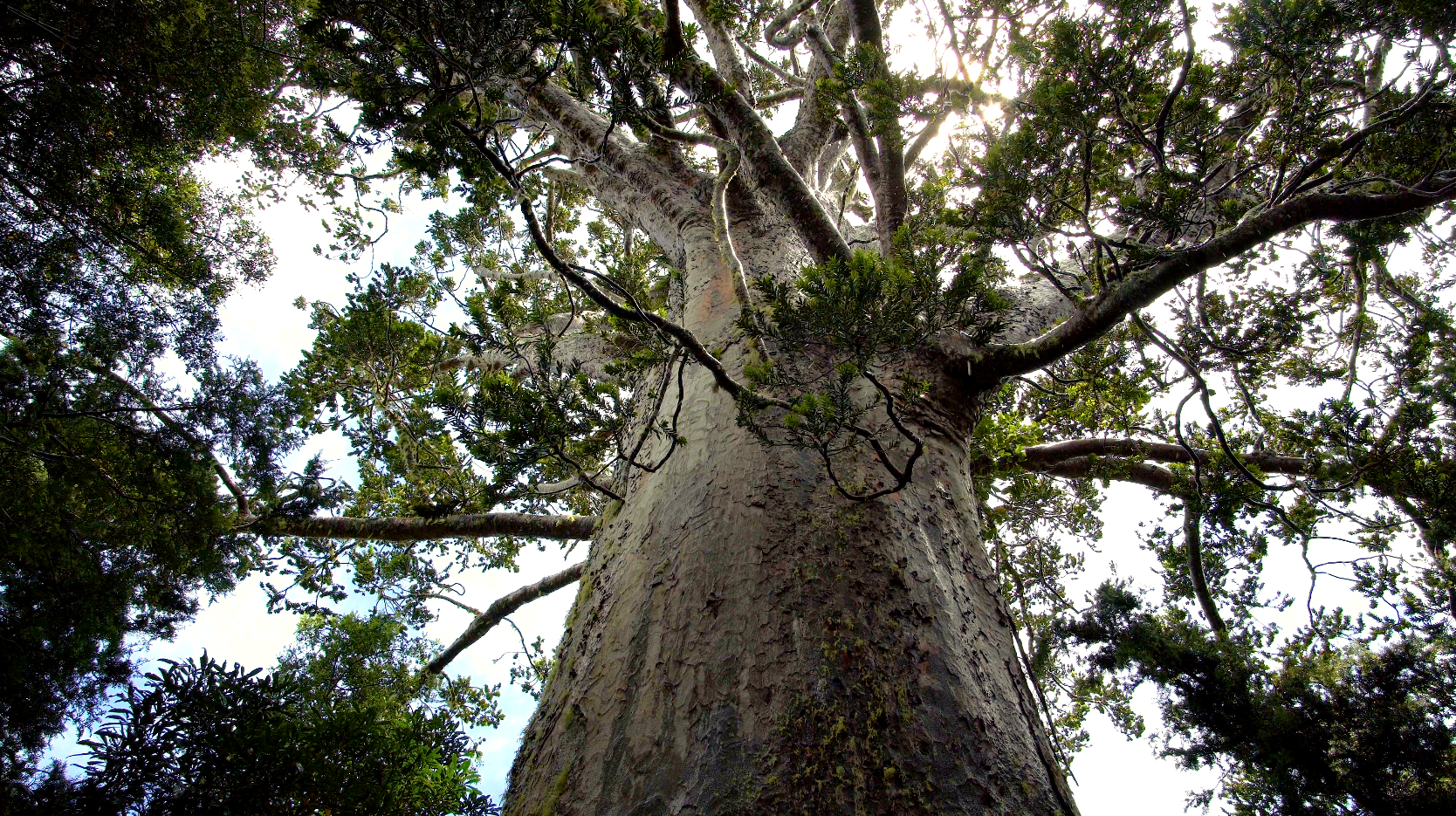 Te Ara Whānui, Mighty Kauri Tree, Kauri Conservation project.