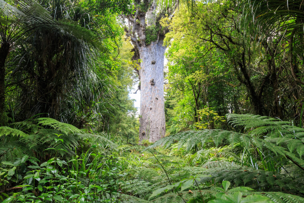 Kauri Tree, Te Ara Whānui