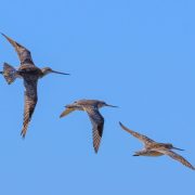 Bar,Tailed,Godwit,In,Australasia